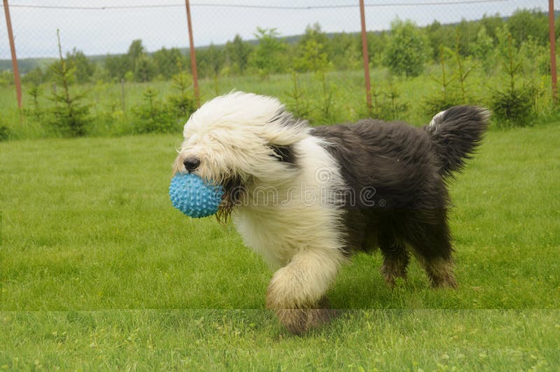 Cão pastor inglês velho imagem de stock. Imagem de pelaria - 39439285