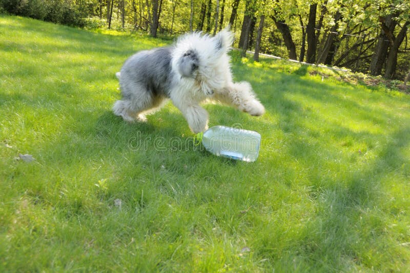 Cão pastor inglês velho imagem de stock. Imagem de pelaria - 39439285