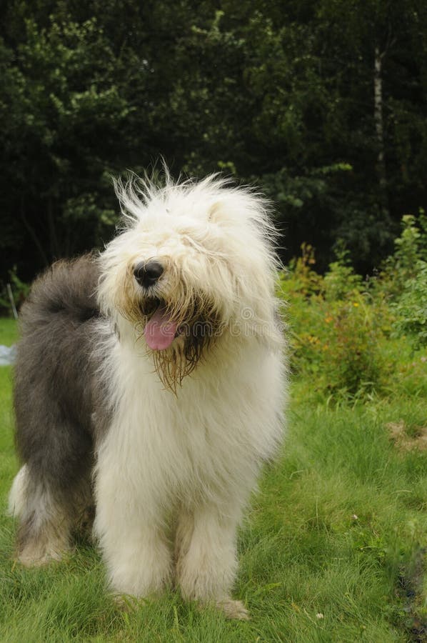 Cão Pastor Inglês Velho Com Uma Língua Cor-de-rosa Que Repica Para Fora  Imagem de Stock - Imagem de prumo, criado: 89703671