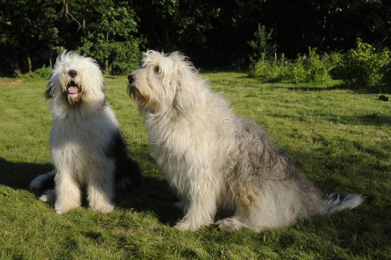 Foto De Stock Cão - Cão De Pastor Inglês Antigo, Royalty-Free