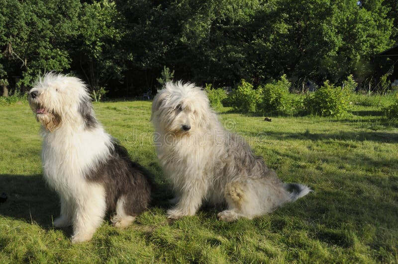 Cão Pastor Inglês Velho Que Está Na Grama Foto de Stock - Imagem