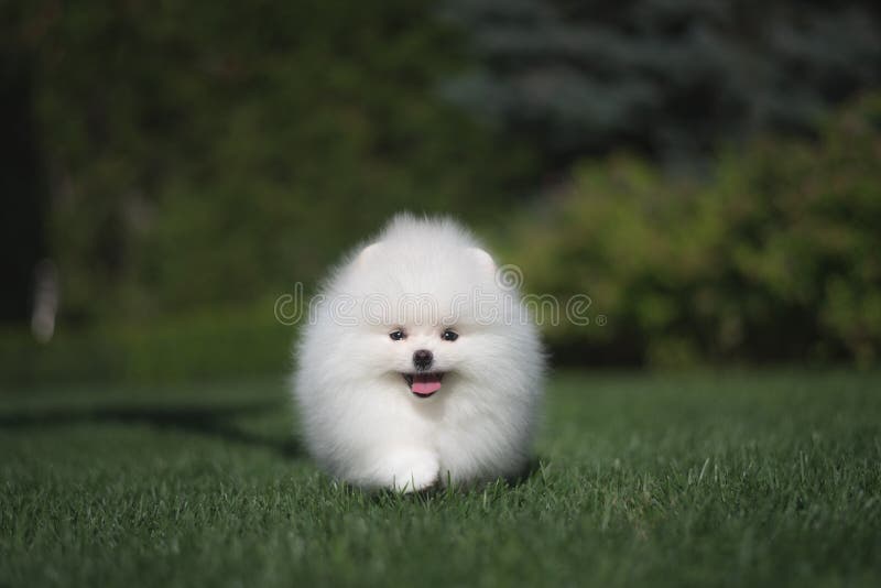 O cachorrinho alemão do spitz do cão branco engraçado bonito pequeno em corridas da grama verde joga e senta-se imagens de stock