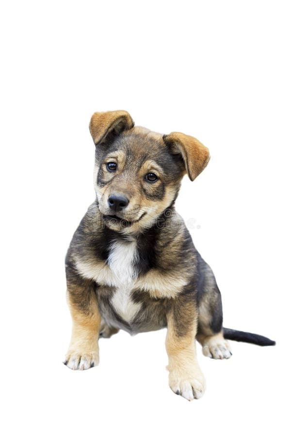 O cachorrinho bonito com uma cara engraçada em um branco isolou o fundo foto de stock O cachorrinho bonito com uma cara engraçada em um branco isolou o fundo foto de stock