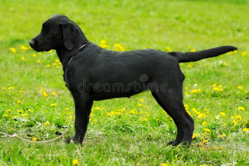 Beautiful purebred black Labrador puppy is in the show position in the summer on the grass. Future dog champion. Beautiful purebred black Labrador puppy is in the show position in the summer on the grass. Future dog champion