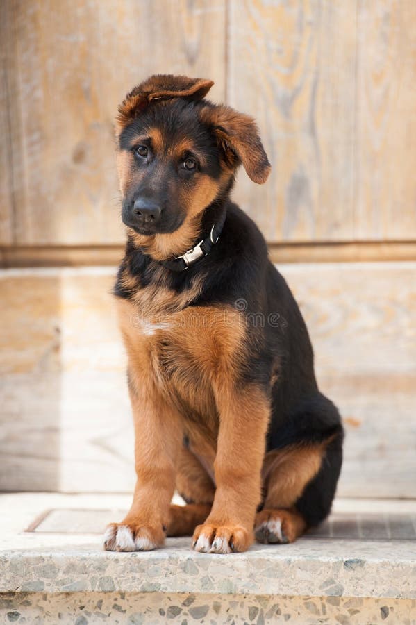 O cachorrinho bonito do pastor alemão senta-se na porta da rua de uma exploração agrícola imagens de stock O cachorrinho bonito do pastor alemão senta-se na porta da rua de uma exploração agrícola imagens de stock