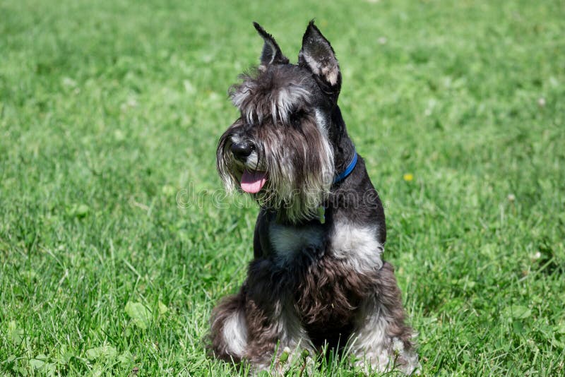 O cachorrinho bonito do zwergschnauzer está sentando-se em um prado da mola Schnauzer diminuto ou schnauzer do anão imagens de stock O cachorrinho bonito do zwergschnauzer está sentando-se em um prado da mola Schnauzer diminuto ou schnauzer do anão imagens de stock
