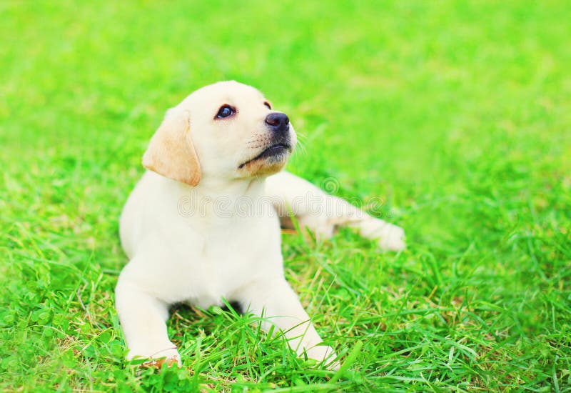 O cachorrinho bonito labrador retriever do cão é descanso de encontro na grama em um dia de verão imagens de stock O cachorrinho bonito labrador retriever do cão é descanso de encontro na grama em um dia de verão imagens de stock