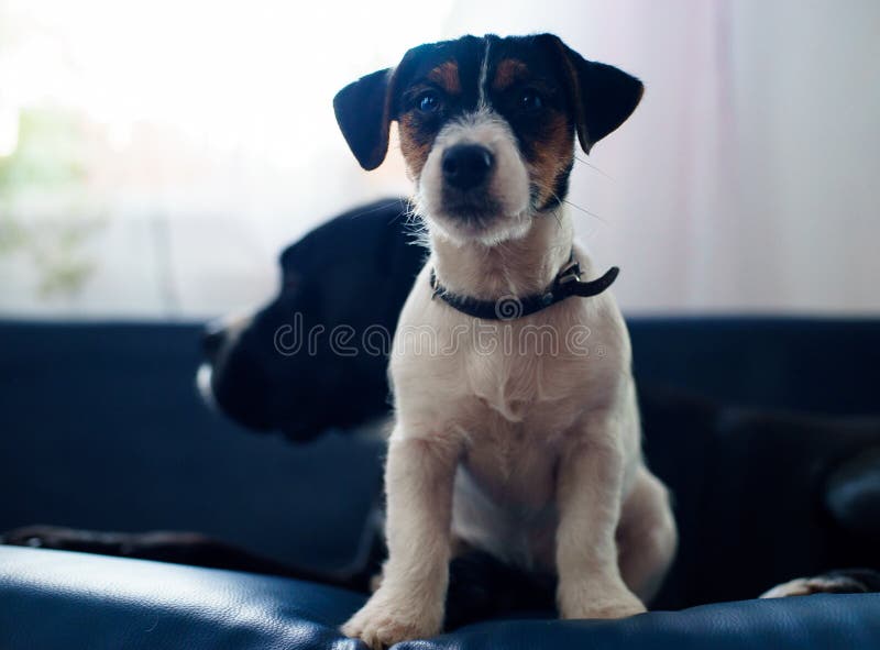O cachorrinho bonito olha doce, puro-sangue o terrier de russell que do jaque afagou a um cão grande fotos de stock O cachorrinho bonito olha doce, puro-sangue o terrier de russell que do jaque afagou a um cão grande fotos de stock
