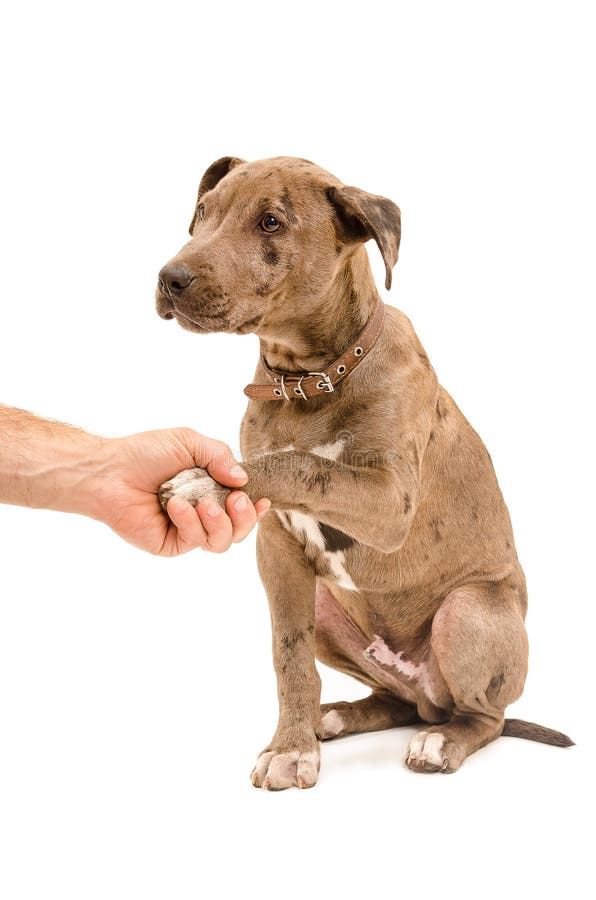 Portrait of a pit bull puppy with paw in the male hand on white background. Portrait of a pit bull puppy with paw in the male hand on white background