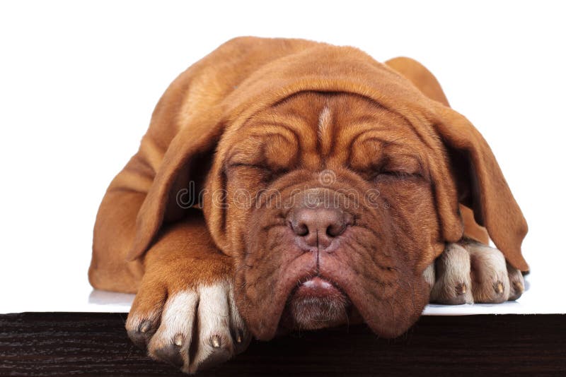 O cachorrinho francês pequeno adorável do mastim está dormindo fotos de stock royalty free O cachorrinho francês pequeno adorável do mastim está dormindo fotos de stock royalty free