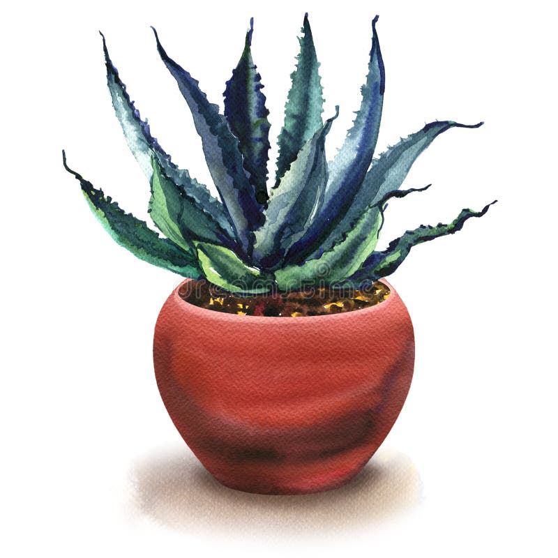 O cacto da agave, verde sae no potenciômetro de flor, planta suculento, isolada, pintura da aquarela no branco ilustração do vetor O cacto da agave, verde sae no potenciômetro de flor, planta suculento, isolada, pintura da aquarela no branco ilustração do vetor