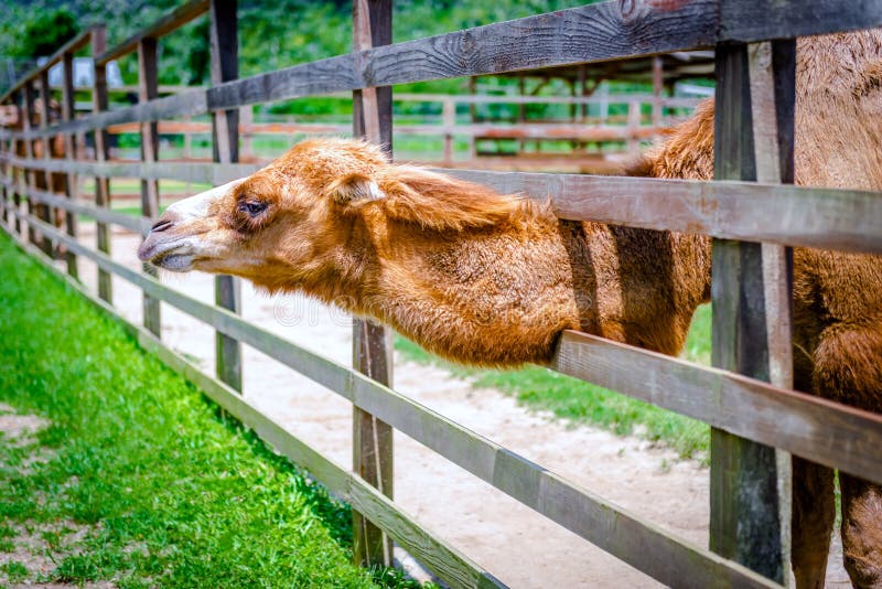 O camelo de duas corcundas em seu da pena das trocas de carícias da exploração agrícola do jardim zoológico animal prisioneiro fo fotos de stock O camelo de duas corcundas em seu da pena das trocas de carícias da exploração agrícola do jardim zoológico animal prisioneiro fo fotos de stock