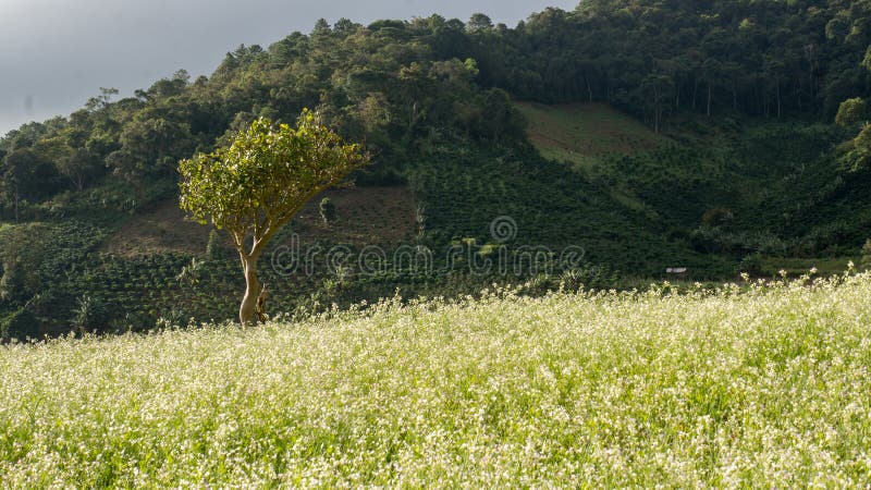 O campo da mostarda com a flor branca em DonDuong - Dalat- Vietname fotografia de stock O campo da mostarda com a flor branca em DonDuong - Dalat- Vietname fotografia de stock