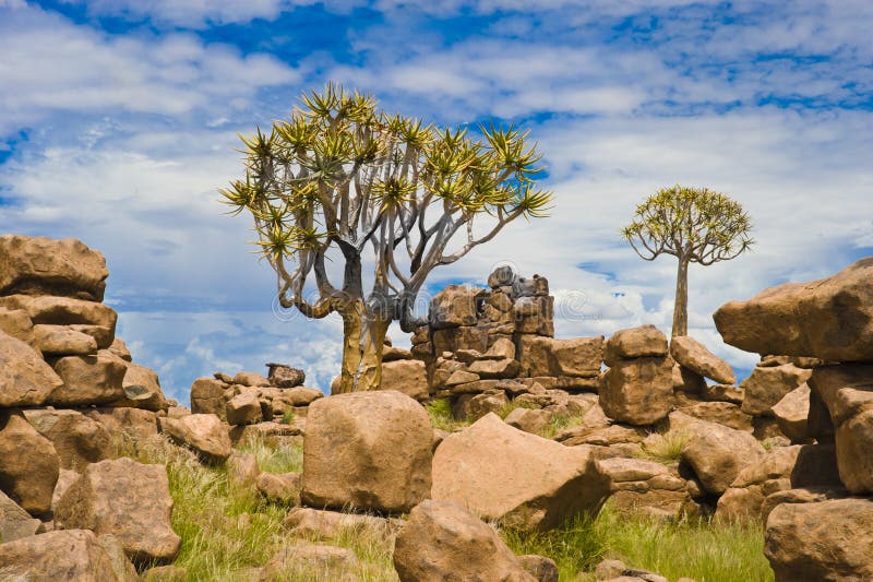 O campo de jogos de pedra de Giants do deserto e treme árvores, Namíbia