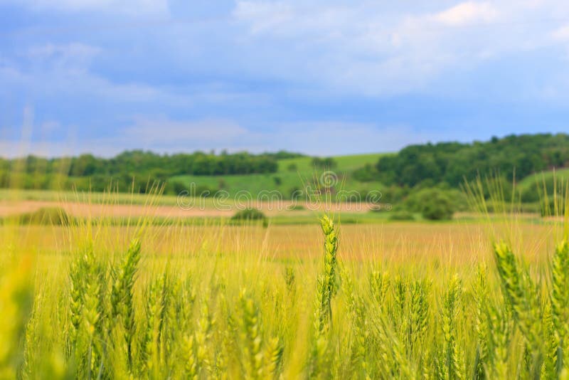 O campo do trigo verde novo com focuse seletivo em alguns pontos do trigo, close up, uma paisagem colorida bonita com imagens de stock royalty free O campo do trigo verde novo com focuse seletivo em alguns pontos do trigo, close up, uma paisagem colorida bonita com imagens de stock royalty free