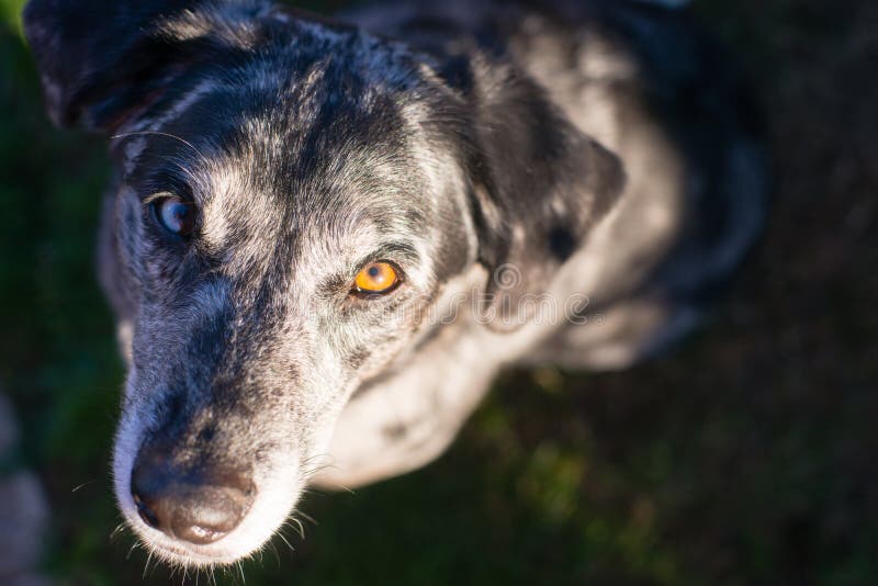 O canino de vista original de olhos brilhantes do cão olha a câmera