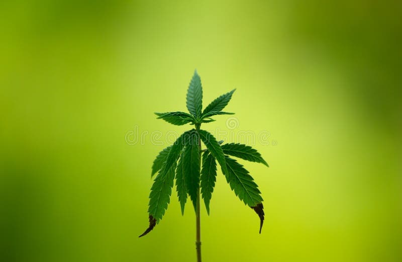 O cannabis planta o fundo fotografia de stock O cannabis planta o fundo fotografia de stock