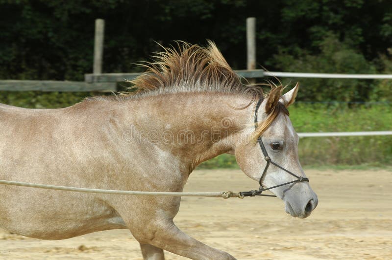 Cavalo Árabe Corre Frente No Fundo Da Parede Foto Royalty Free