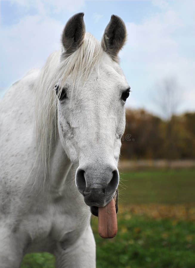 Cavalo imagem de stock. Imagem de cara, narina, fazenda - 6029893