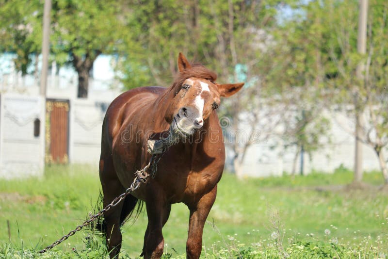 Um cavalo pulando corda. O que significa? Será que estamos