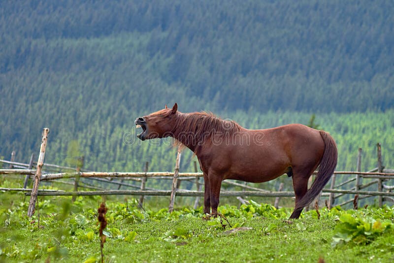 Cavalo sorridente fotos, imagens de © plasid #14801001