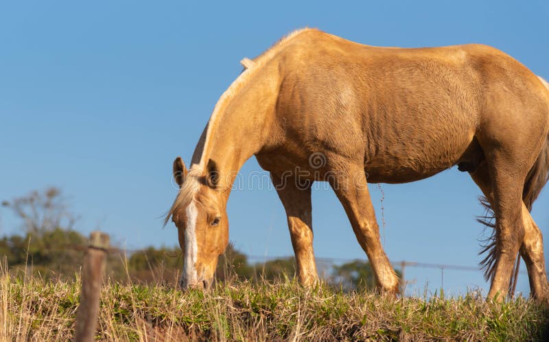 Foto De Stock Cara De Um Belo Cavalo, Royalty-Free