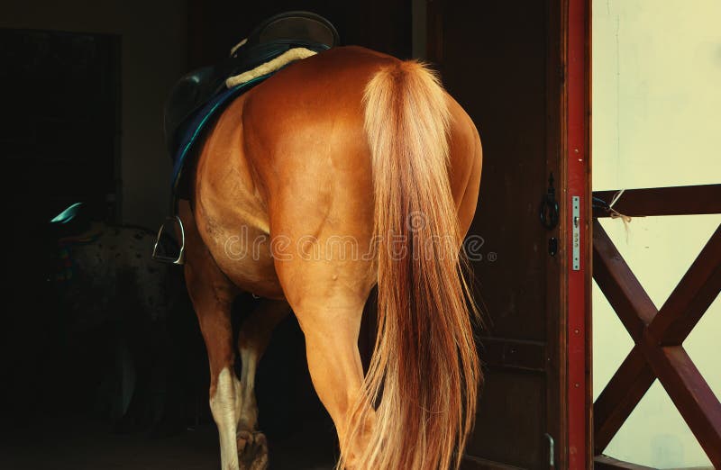 Fundo Cavalo De Frente Para A Câmera Na Frente De Um Estábulo Escuro Fundo,  Foto Do Animal Imagem de plano de fundo para download gratuito