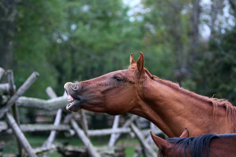 Cavalo sorridente fotos, imagens de © plasid #14801001