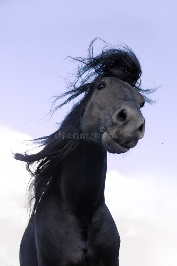 Jogo de cavalo frisiano preto no prado