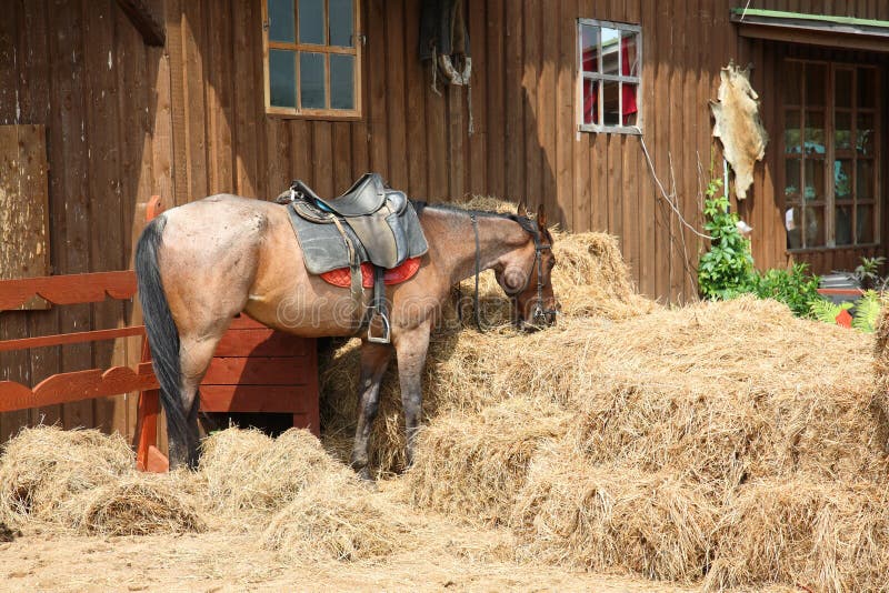 Cavalo Na Frente Da Casa Na Andaluzia Imagem de Stock - Imagem de curso,  animal: 91672851