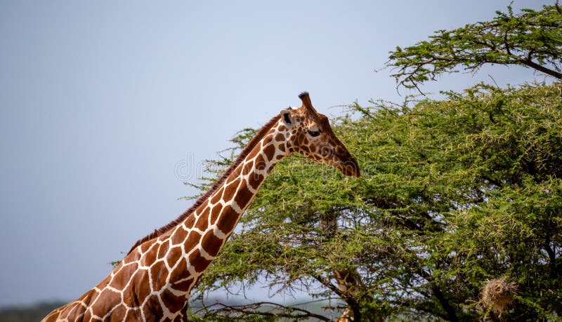O chefe de uma girafa da Somália em close-up foto de stock