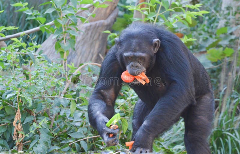 Macacos engraçados imagem de stock. Imagem de comer, quente - 66052971