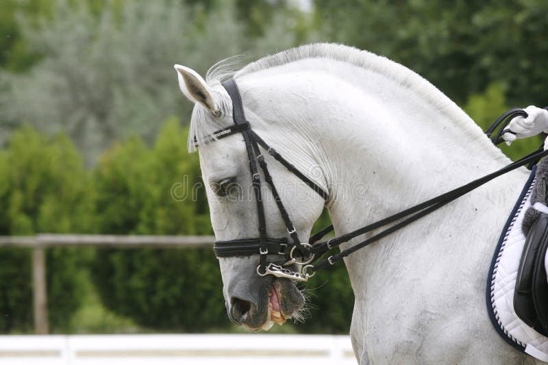 O cinza coloriu o cavalo do adestramento sob a sela com cavaleiro não identificado fotos de stock