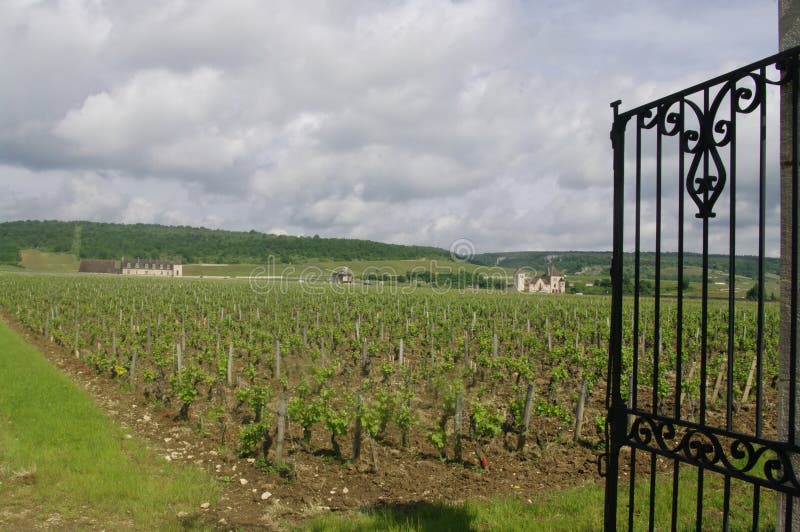 In the twelfth century, the Cistercian Abbey of important Cistercian monks, located a few miles from Vougeot, owners of Clos-Vougeot through donations from rich Burgundian lords and purchases made by the abbey between 1109 and 1115, there cultivate the vine. In the twelfth century, the Cistercian Abbey of important Cistercian monks, located a few miles from Vougeot, owners of Clos-Vougeot through donations from rich Burgundian lords and purchases made by the abbey between 1109 and 1115, there cultivate the vine.