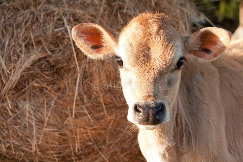 O close up de friesen a vitela da vaca de leiteria
