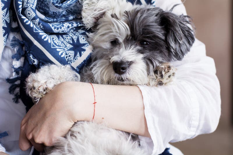 O close-up de um cão branco em uma mulher abraça fotografia de stock O close-up de um cão branco em uma mulher abraça fotografia de stock