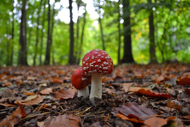 O close-up do Agaric de mosca vermelho e branco cresce rapidamente foto de stock O close-up do Agaric de mosca vermelho e branco cresce rapidamente foto de stock