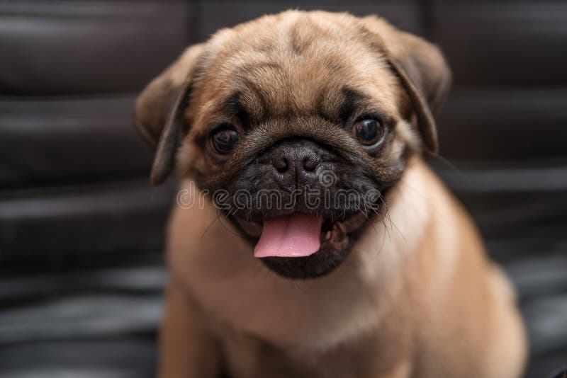 O close up do cachorrinho do pug imagens de stock royalty free O close up do cachorrinho do pug imagens de stock royalty free