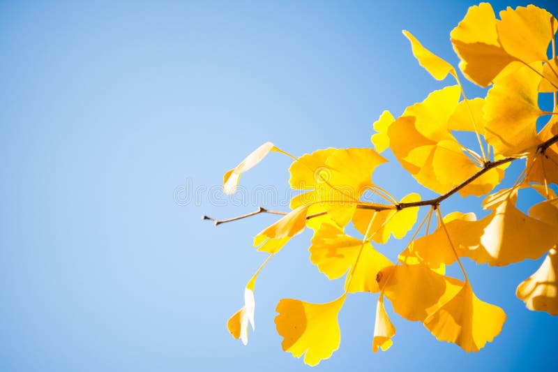O close up do ramo de árvore da nogueira-do-Japão com amarelo sae em um céu azul fotografia de stock O close up do ramo de árvore da nogueira-do-Japão com amarelo sae em um céu azul fotografia de stock