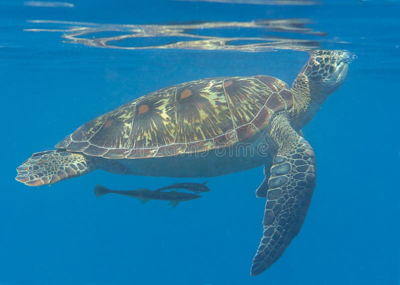 O close up dos mydas de um Chelonia da tartaruga de mar verde que nadam à superfície à respiração areja foto de stock O close up dos mydas de um Chelonia da tartaruga de mar verde que nadam à superfície à respiração areja foto de stock