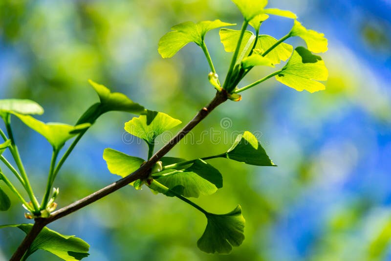 O close-up esverdeia brilhantemente as folhas do biloba da nogueira-do-Japão da árvore da nogueira-do-Japão, gingko conhecido no imagem de stock O close-up esverdeia brilhantemente as folhas do biloba da nogueira-do-Japão da árvore da nogueira-do-Japão, gingko conhecido no imagem de stock