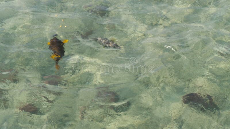 O close-up, nadada colorida dos peixes na água, podem ser vistos completamente a água clara do mar Vista de acima filme O close-up, nadada colorida dos peixes na água, podem ser vistos completamente a água clara do mar Vista de acima filme