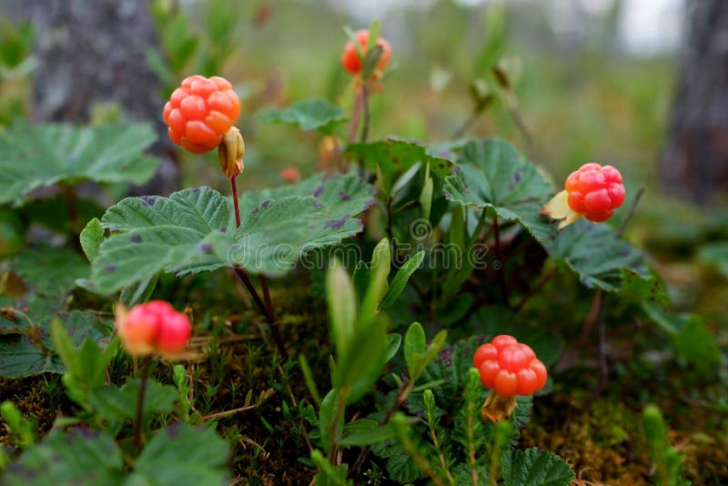 O Cloudberry cresce na floresta em Rússia