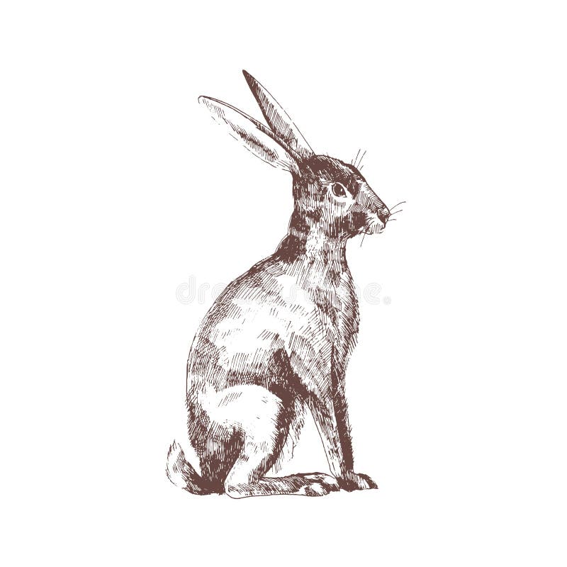 O coelho bonito, o coelho ou a lebre isolaram a mão tirada com linhas de contorno no fundo branco Desenho elegante de adorável en ilustração do vetor O coelho bonito, o coelho ou a lebre isolaram a mão tirada com linhas de contorno no fundo branco Desenho elegante de adorável en ilustração do vetor