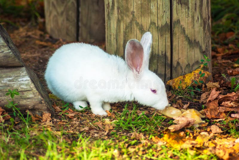O coelho branco pequeno bonito come a grama imagens de stock O coelho branco pequeno bonito come a grama imagens de stock