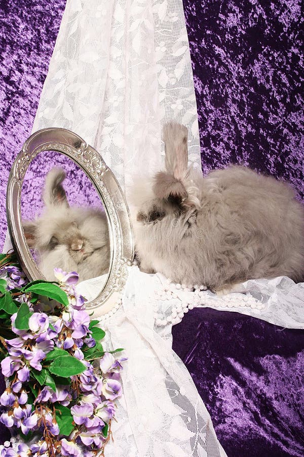 O coelho do angora olha no espelho fotografia de stock O coelho do angora olha no espelho fotografia de stock