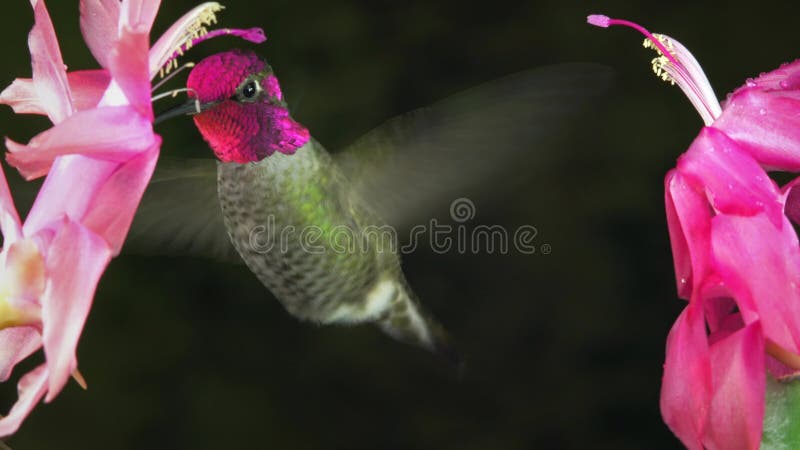 O colibri masculino mostra um som de chilro da agressão entre 2 flores