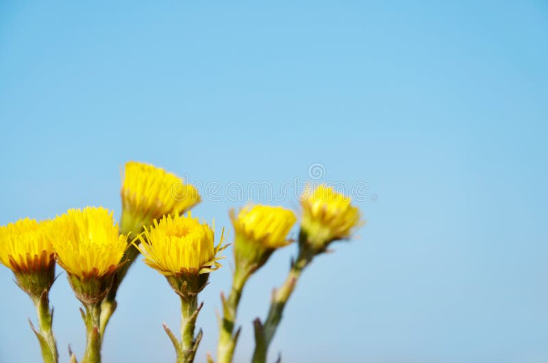 O coltsfoot amarelo floresce o farfara do Tussilago imagens de stock O coltsfoot amarelo floresce o farfara do Tussilago imagens de stock