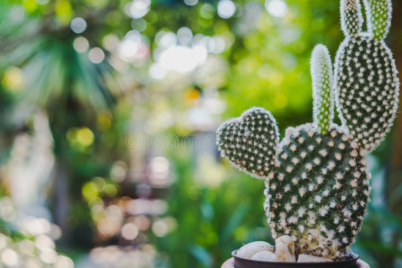 Coelho Do Cacto Orelha Opuntia Microdasys Foto de Stock - Imagem de jardim,  flora: 200361972