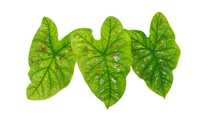 O coração deu forma às folhas tropicais verdes da planta da folha isoladas no fundo branco, trajeto foto de stock royalty free O coração deu forma às folhas tropicais verdes da planta da folha isoladas no fundo branco, trajeto foto de stock royalty free